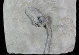 Crinoid (Platycrinites) Fossil - Crawfordsville, Indiana #92760-1
